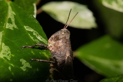 Abracris flavolineata