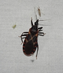 Triatoma lecticularia
