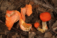 Cantharellus corallinus