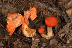 Cantharellus corallinus