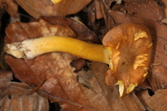 Cantharellus lewisii