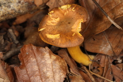 Cantharellus lewisii