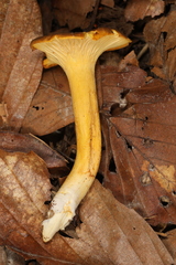 Cantharellus lewisii