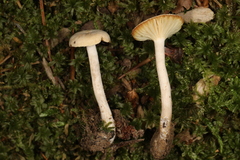 Pseudoomphalina compressipes