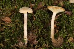 Pseudoomphalina compressipes