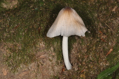 Coprinopsis insignis