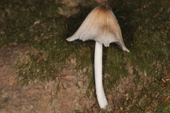 Coprinopsis insignis