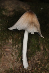 Coprinopsis insignis