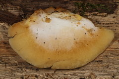 Crepidotus croceotinctus
