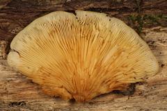 Crepidotus croceotinctus