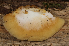 Crepidotus croceotinctus