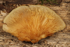 Crepidotus croceotinctus