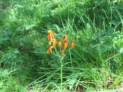 Tephroseris porphyrantha