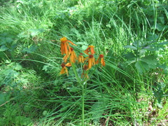 Tephroseris porphyrantha