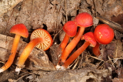 Pseudohygrocybe