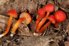 Pseudohygrocybe