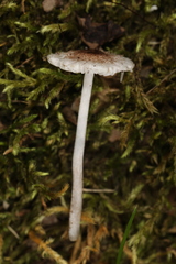 Leucoagaricus coerulescens