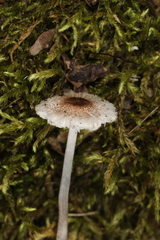 Leucoagaricus coerulescens