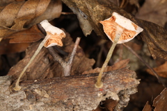 Mycena stylobates