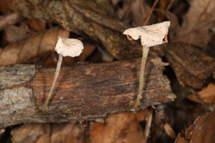 Mycena stylobates