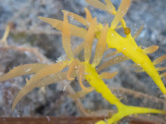 Grateloupia californica