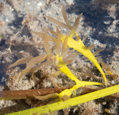 Grateloupia californica