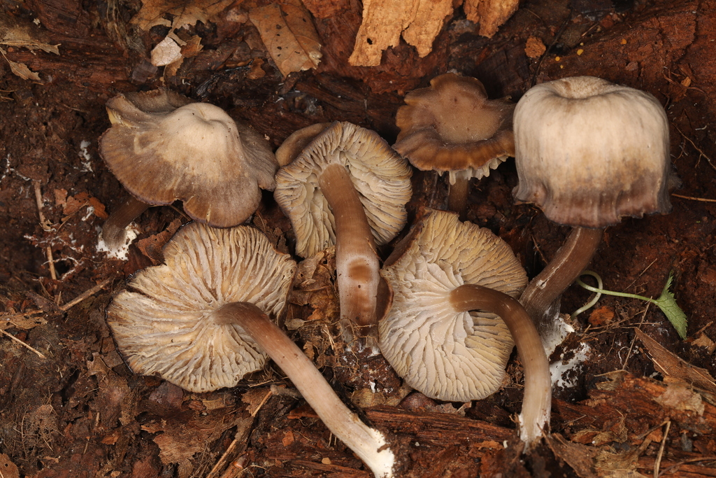 Blushing Waxcap in August 2020 by John Plischke. https://www ...