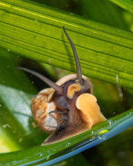 Margarites helicinus