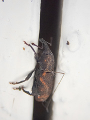 Steremnius carinatus