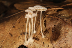 Resinomycena rhododendri