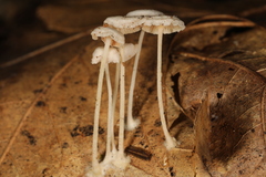 Resinomycena rhododendri