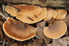 Metuloidea reniformis