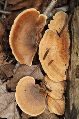 Metuloidea reniformis