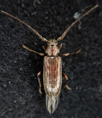 Opsimus quadrilineatus