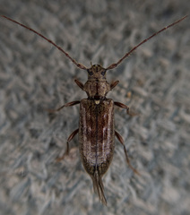 Opsimus quadrilineatus