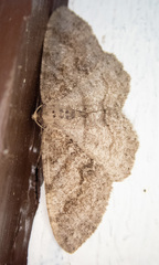 Melanolophia imitata