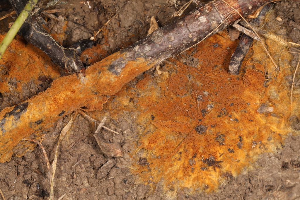 Odontia ferruginea