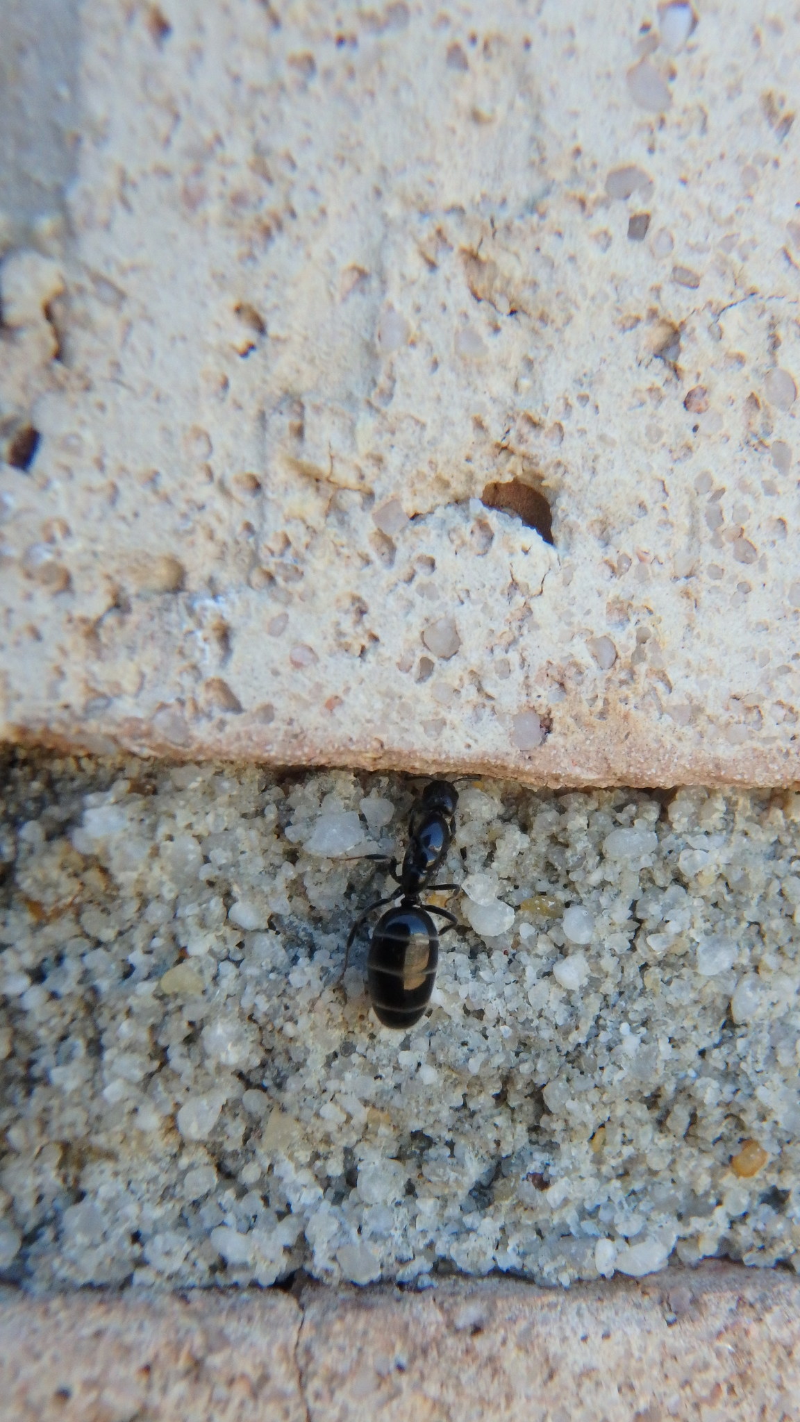Ochetellus