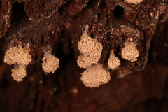 Tubifera corymbosa