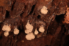 Tubifera corymbosa