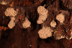 Tubifera corymbosa