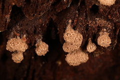 Tubifera corymbosa
