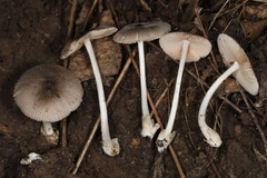 Volvariella nigrodisca