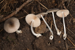 Volvariella nigrodisca