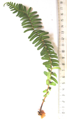 Blechnum attenuatum