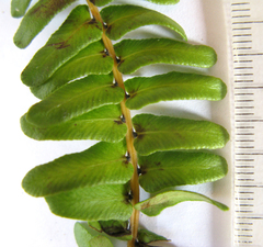 Blechnum attenuatum