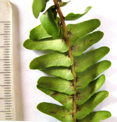 Blechnum attenuatum