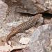 Cunningham's Skink - Photo (c) Reiner Richter, some rights reserved (CC BY-NC)