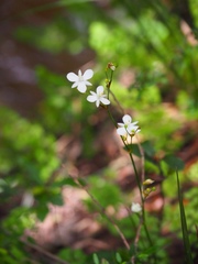 Libertia paniculata