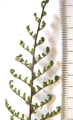 Cheilanthes parviloba